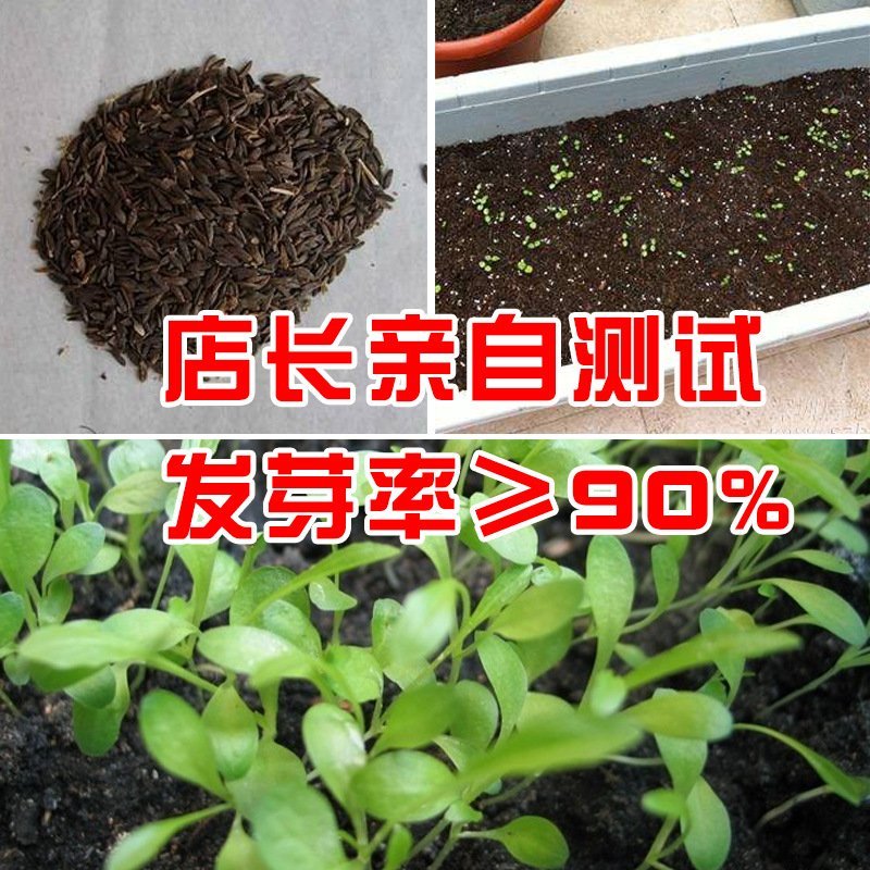 璐青优美油麦菜农田菜园基地蔬菜种子进口油麦菜种子