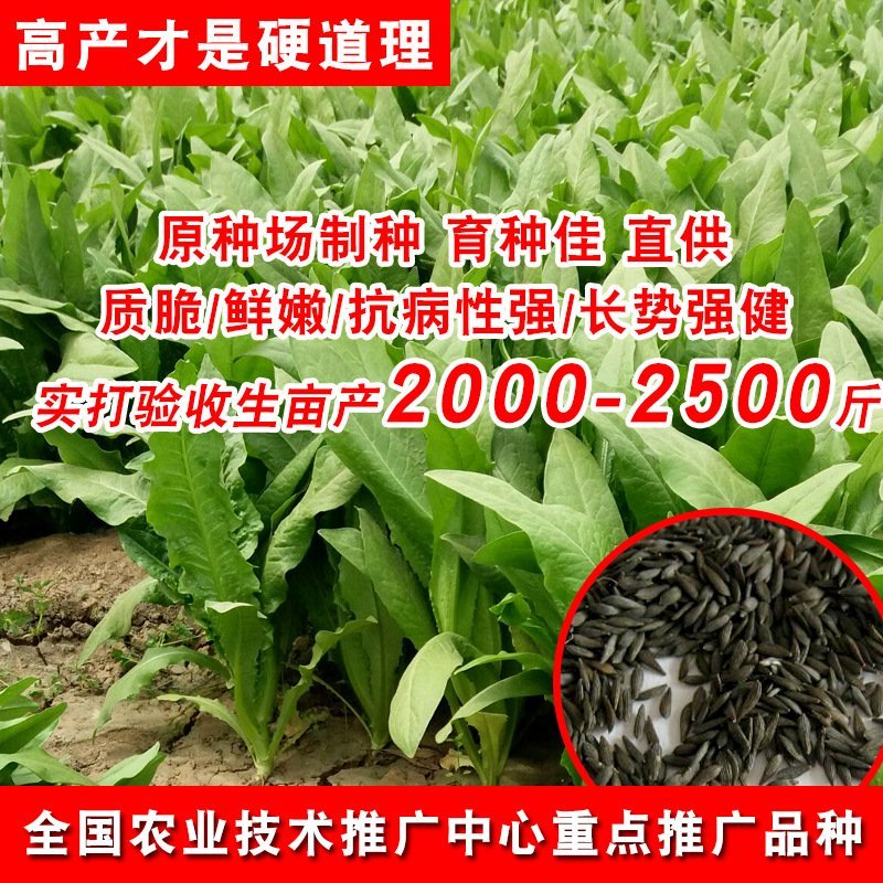 璐青优美油麦菜农田菜园基地蔬菜种子进口油麦菜种子