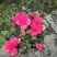 杜鹃花