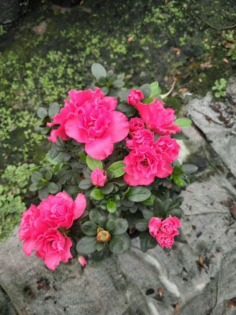 杜鹃花