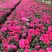 杜鹃花