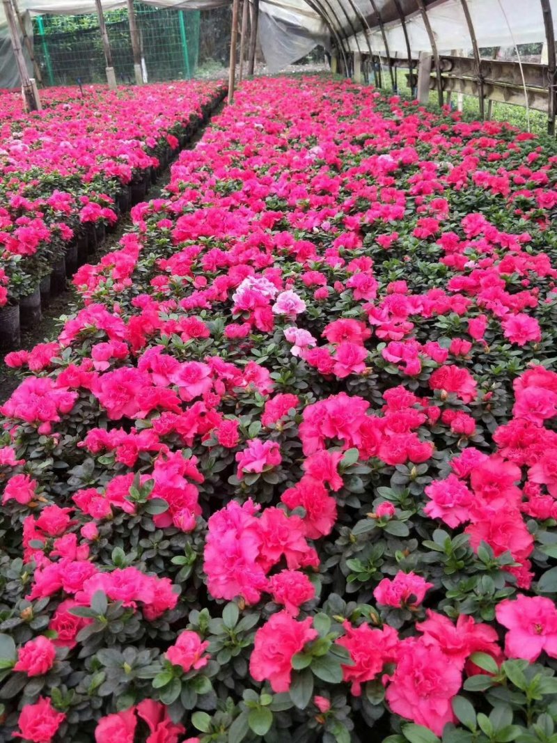 杜鹃花