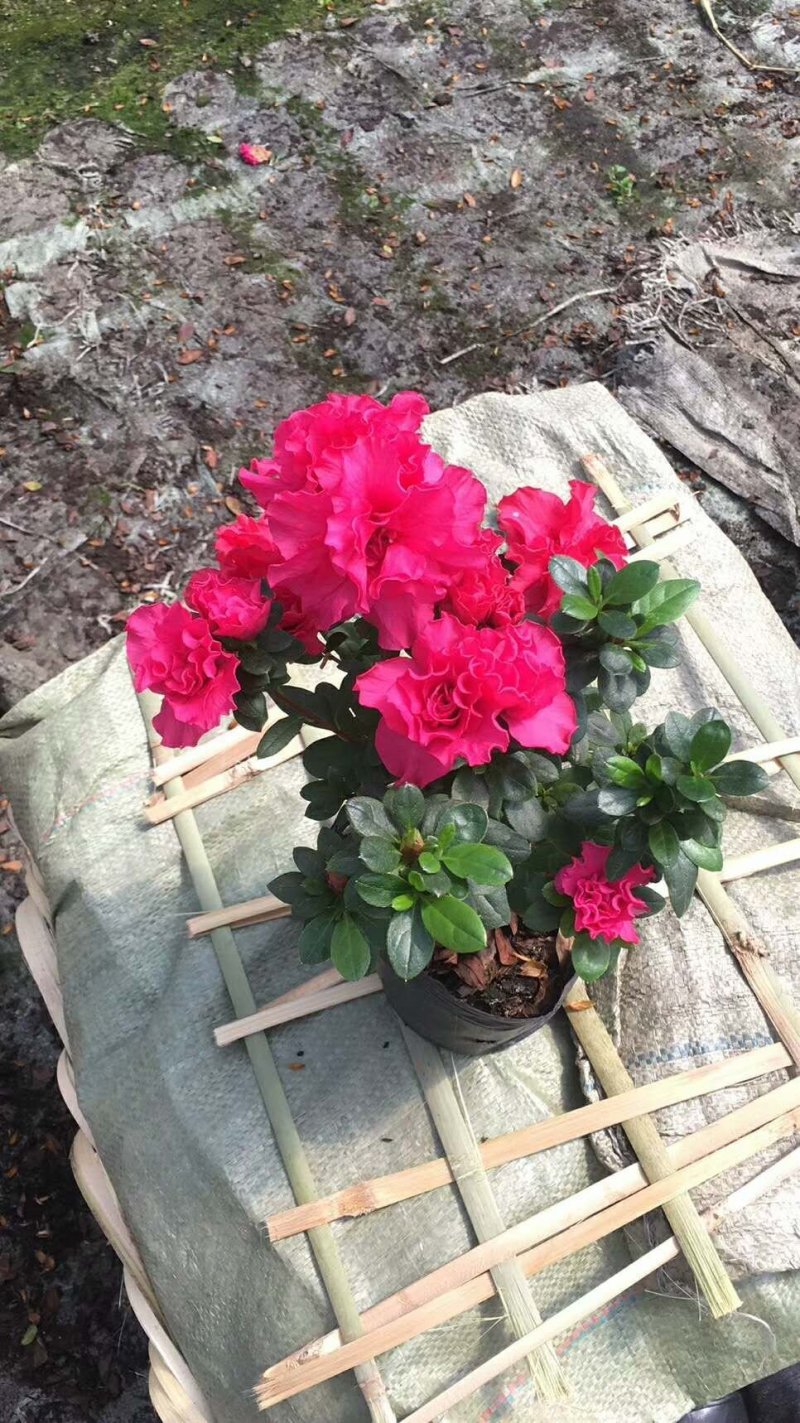 杜鹃花