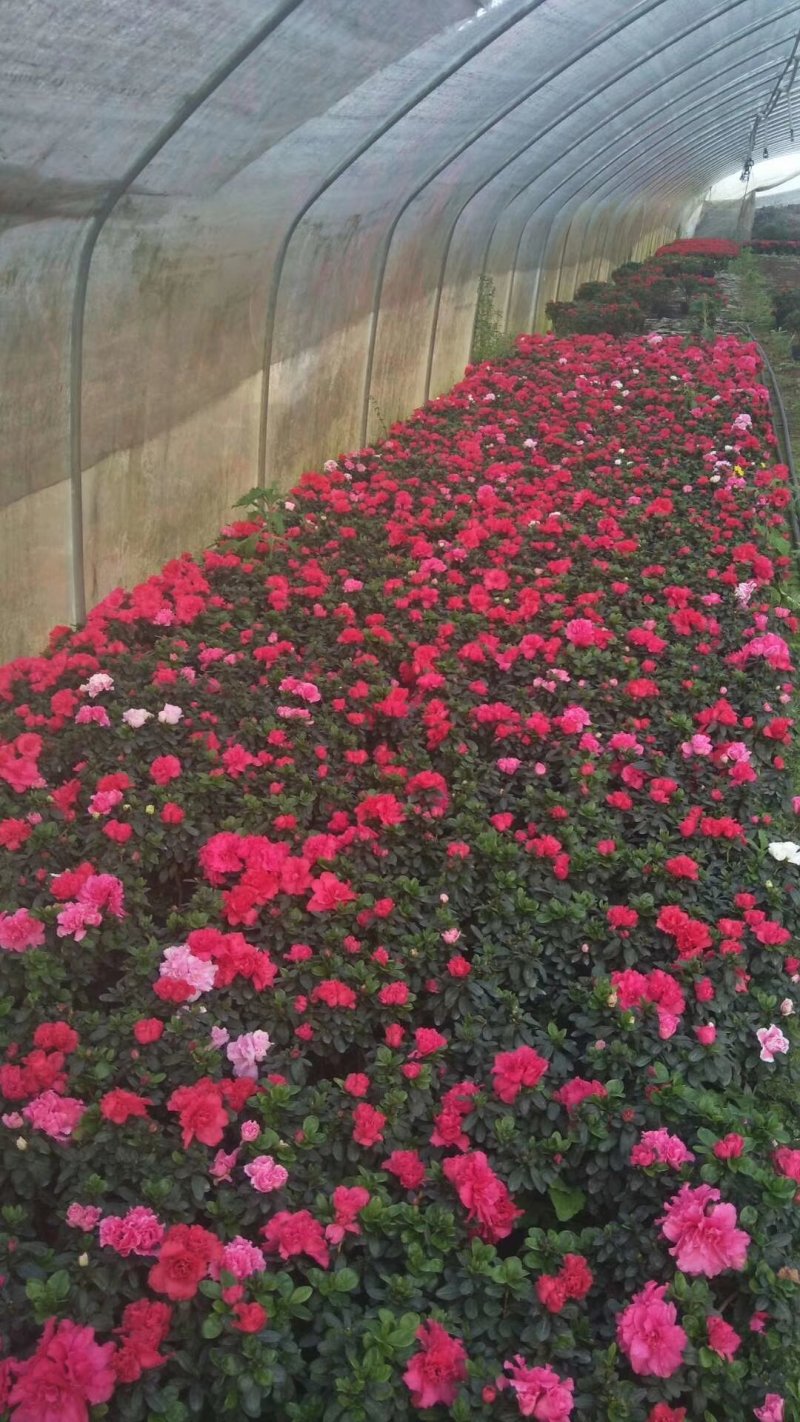 杜鹃花