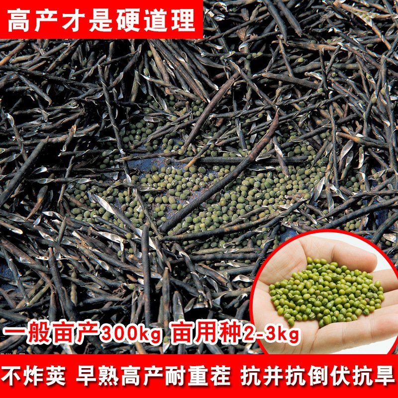璐通绿抗一号绿豆种子小毛豆产量高150克