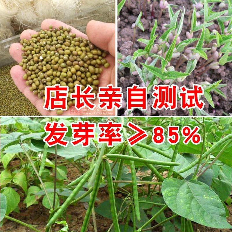 璐通绿抗一号绿豆种子小毛豆产量高150克
