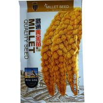 黄金苗谷种小米种子净含量150克产量高抗麻雀