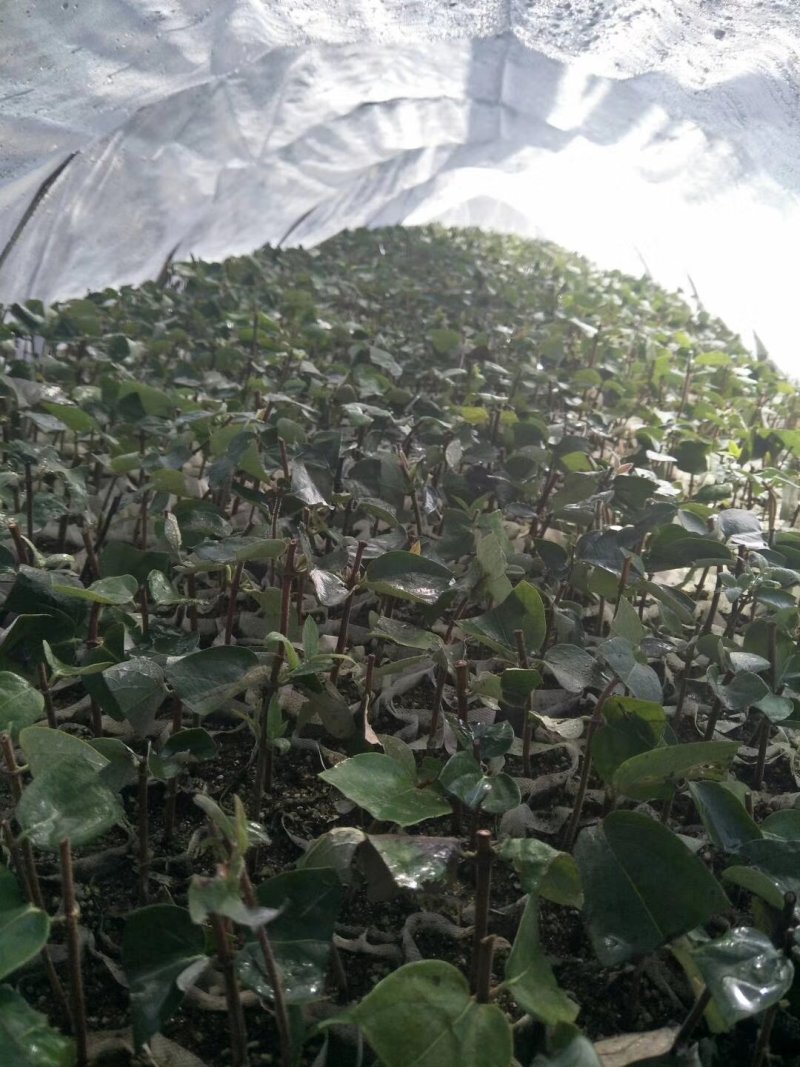 杜鹃花。金银花各种苗木