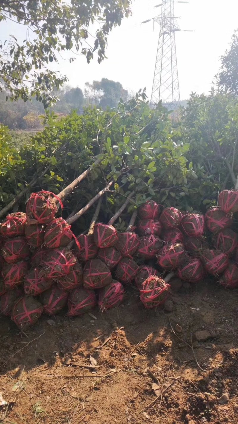木荷杜英菱角山凡清风园林常年供应各种规格的苗木