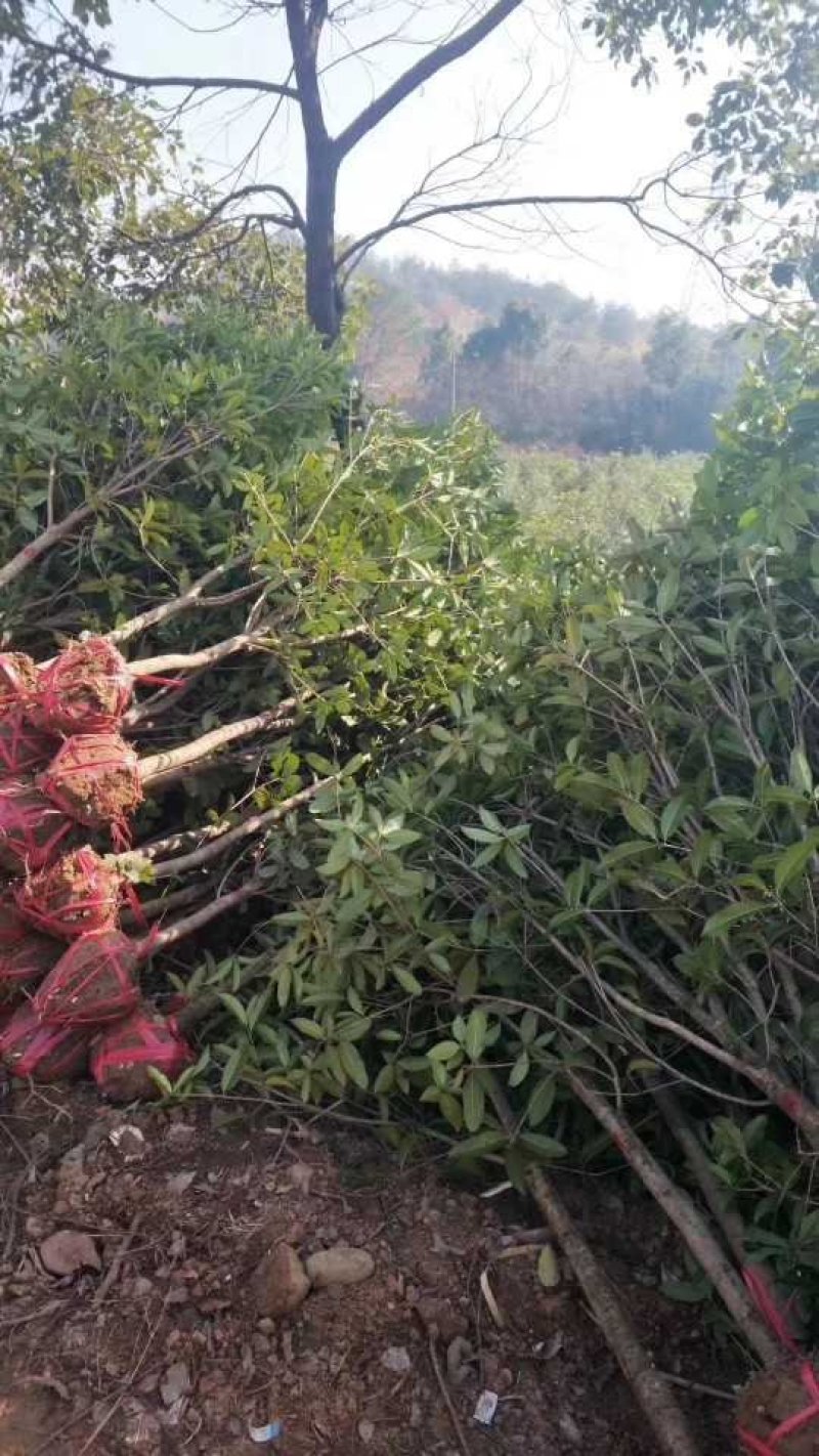 木荷杜英菱角山凡清风园林常年供应各种规格的苗木