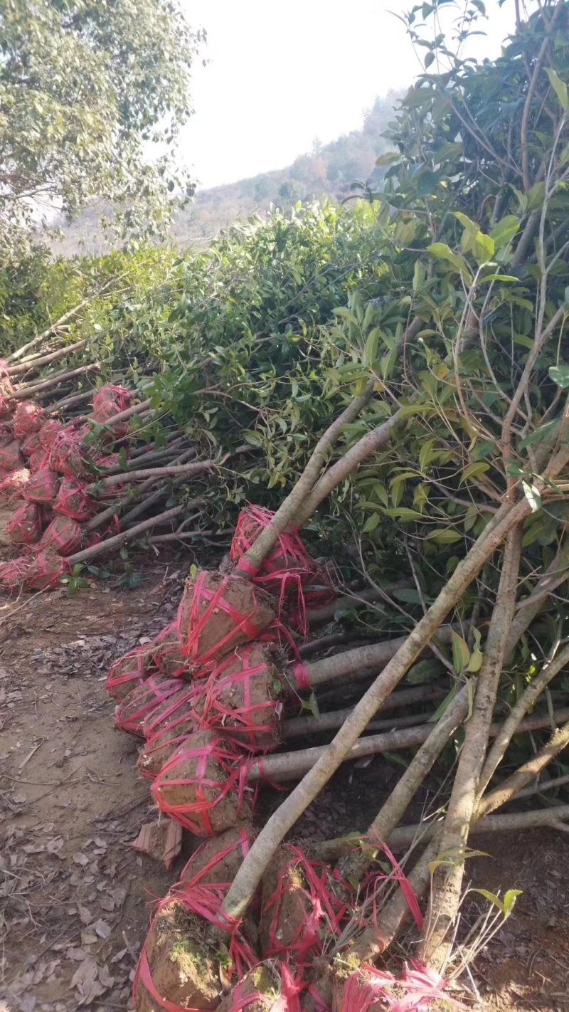 木荷杜英菱角山凡清风园林常年供应各种规格的苗木