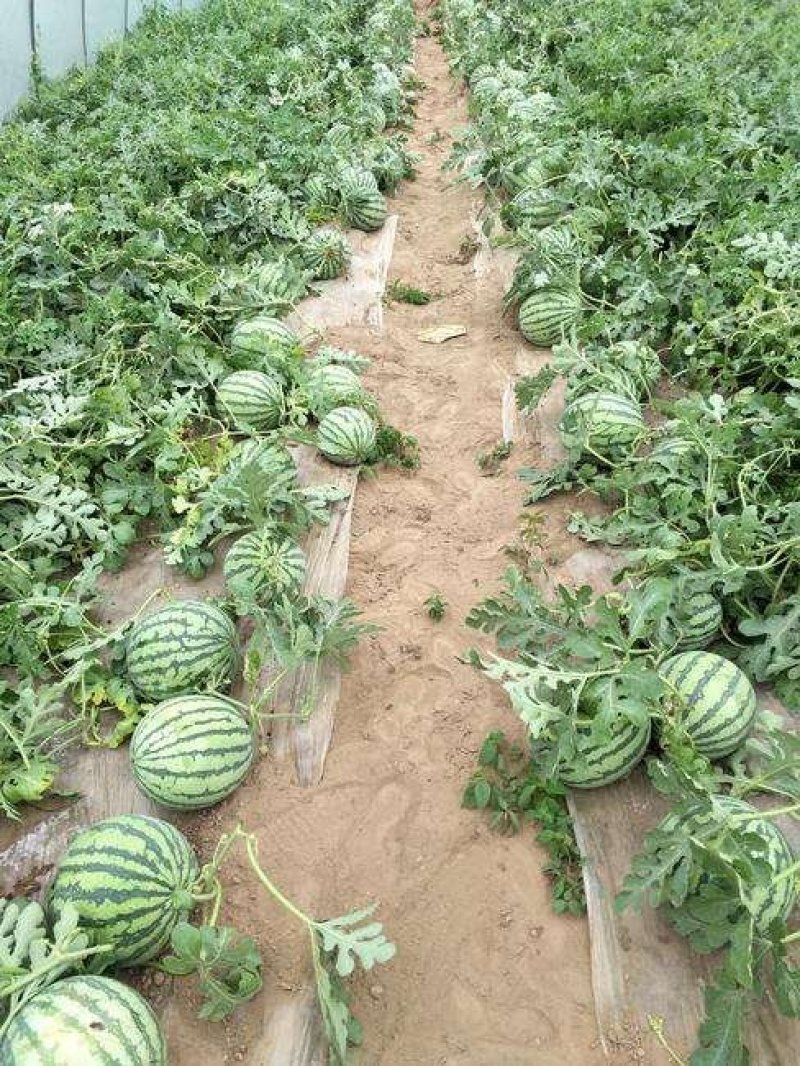 大荔县8424大棚地爬直播苗西瓜，一手货源发全国