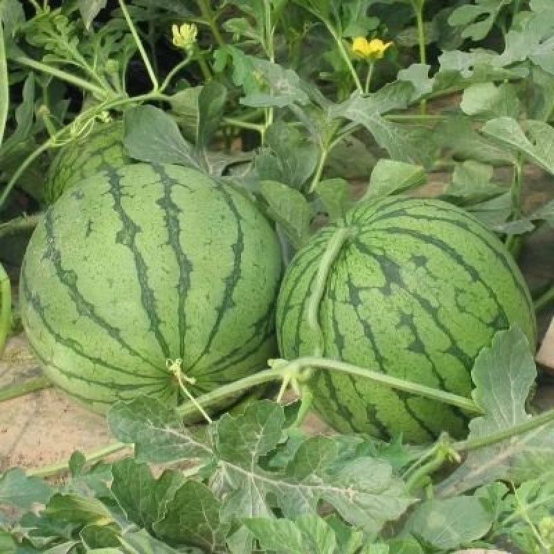 大荔县8424大棚地爬直播苗西瓜，一手货源发全国