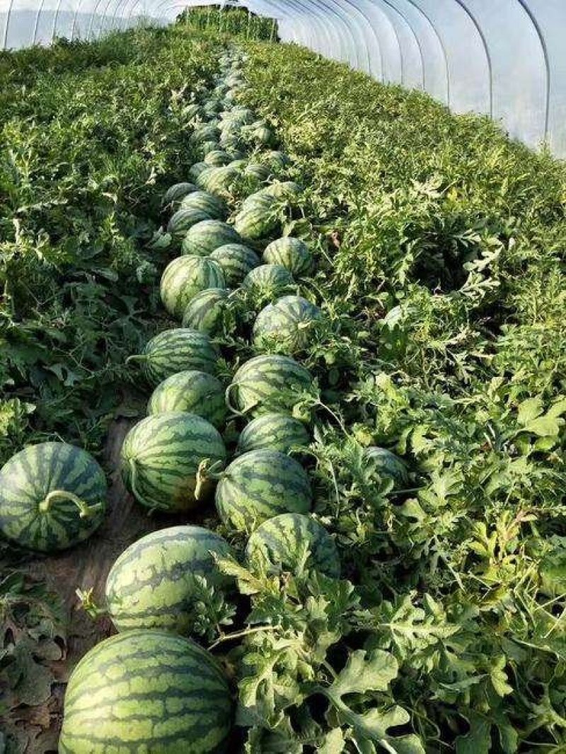 大荔县8424大棚地爬直播苗西瓜，一手货源发全国