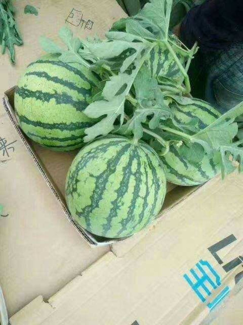 大荔县8424大棚地爬直播苗西瓜，一手货源发全国
