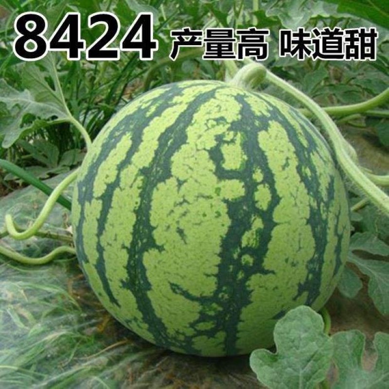 大荔县8424大棚地爬直播苗西瓜，一手货源发全国