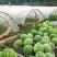 大荔县8424大棚地爬直播苗西瓜，一手货源发全国