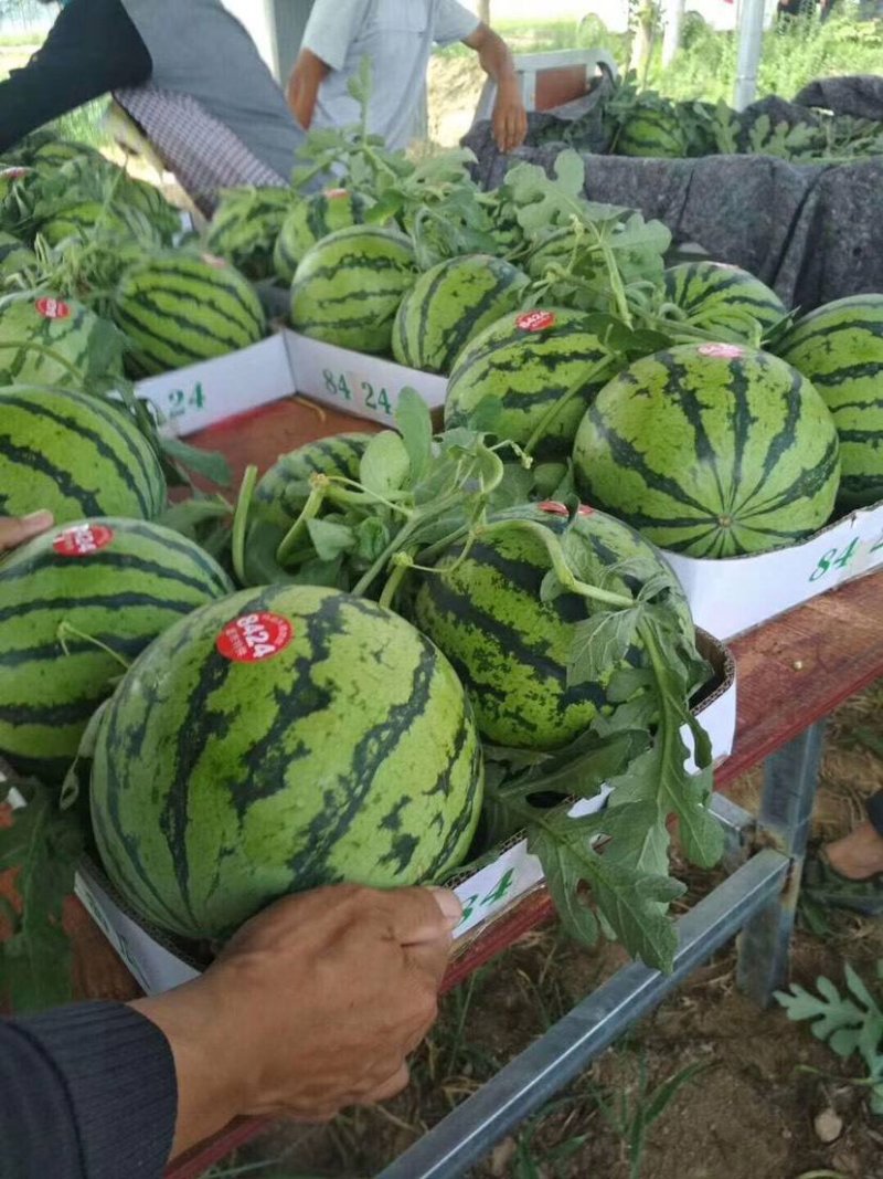 大荔县8424大棚地爬直播苗西瓜，一手货源发全国