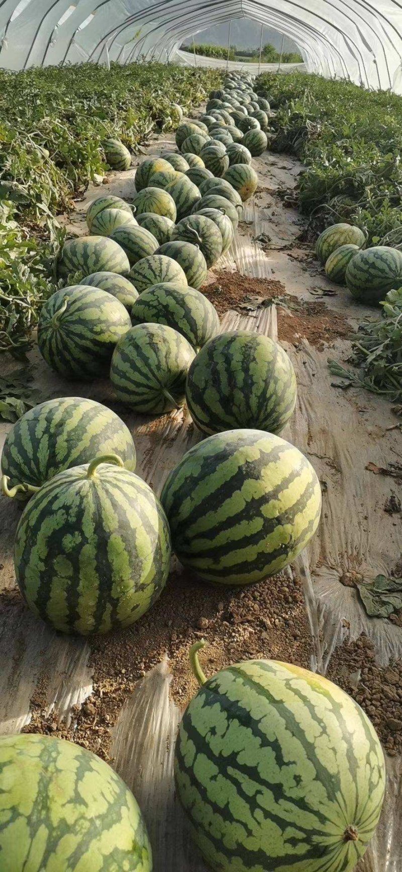 大荔县8424大棚地爬直播苗西瓜，一手货源发全国