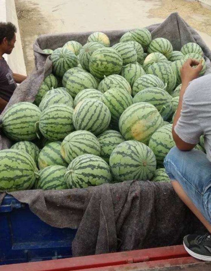 大荔县8424大棚地爬直播苗西瓜，一手货源发全国