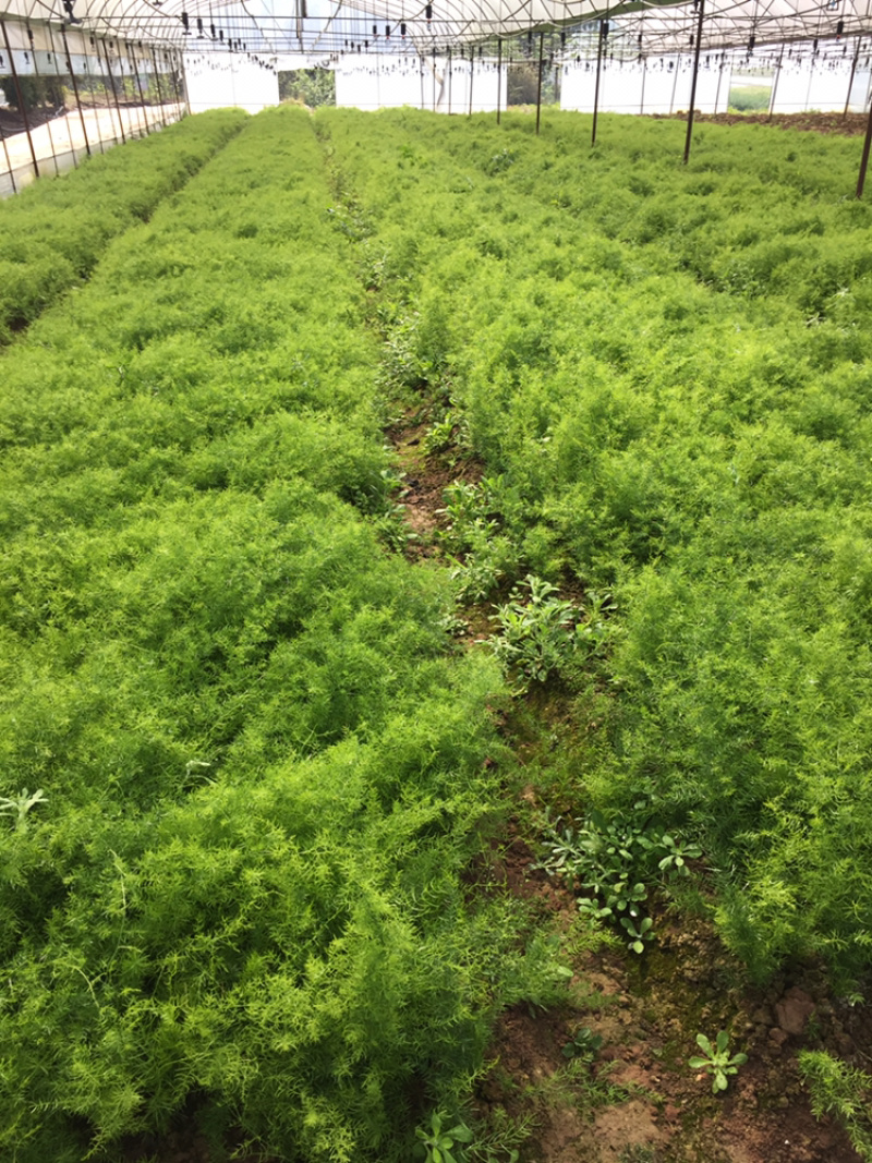 中药材天冬苗！基地一手货源……………………