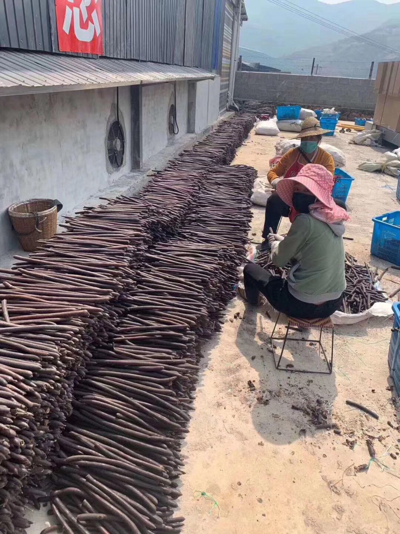 云南土特产便秘果大货批发、支持一件代发500g/装