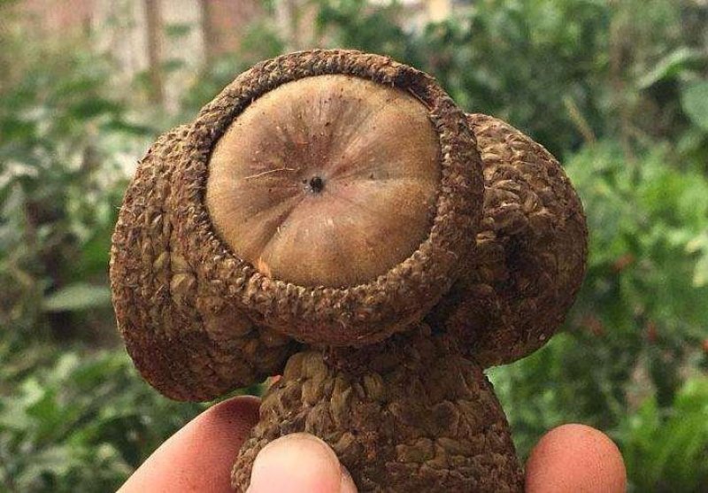 风流果，，产地直销，批发零售，量大从优