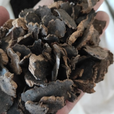 玄参元参纯干货好量大不满意可以退换货
