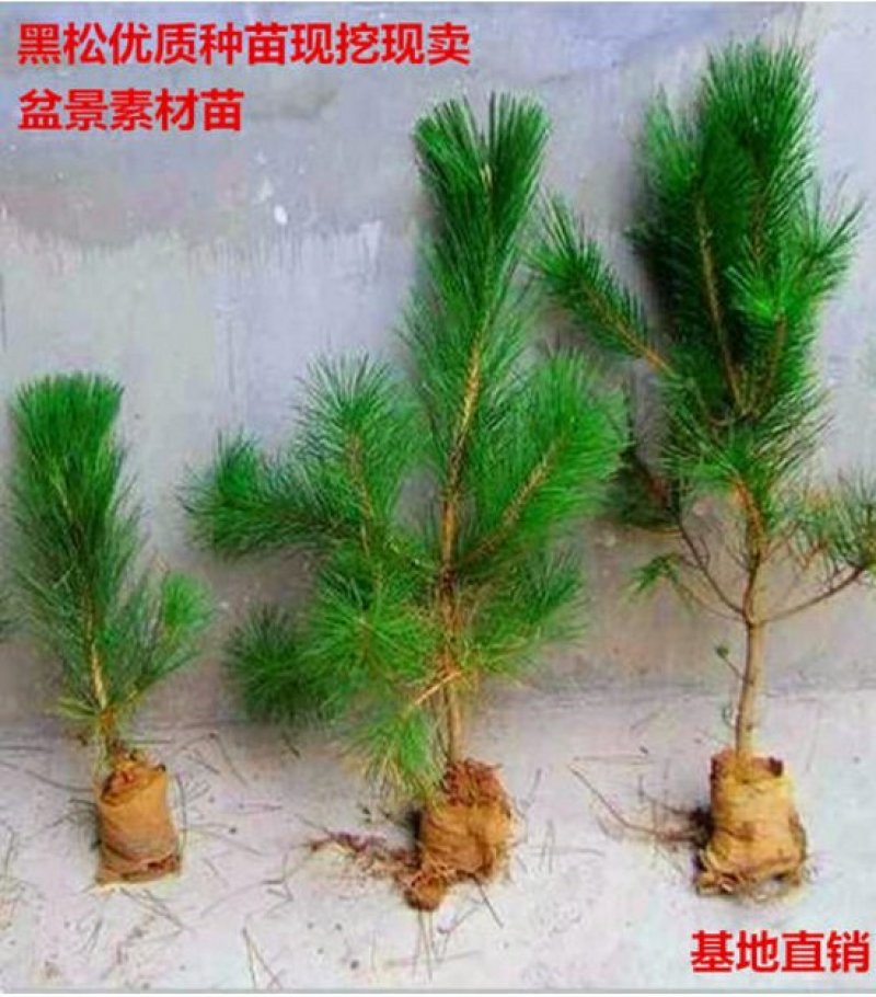 黑松小苗庭院黑松苗黑松树苗四季常青盆景绿化苗苗包邮