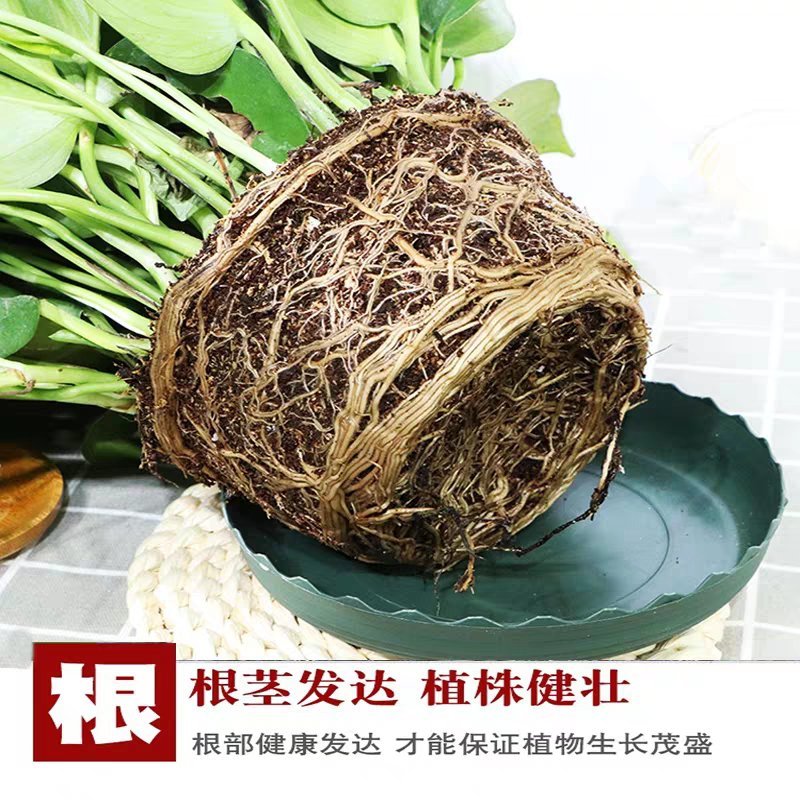 绿萝水培土培散苗居家办公室内绿箩植物装饰摆件盆栽吊兰