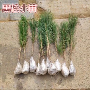 黑松小苗庭院黑松苗黑松树苗四季常青盆景绿化苗苗包邮