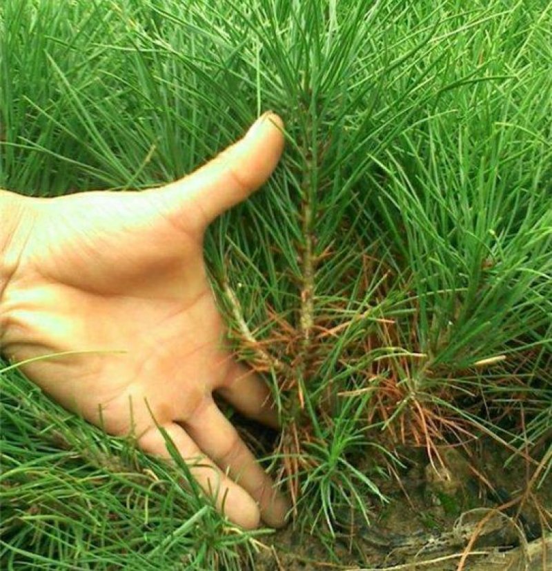 优质白皮松树苗白皮松苗白皮松小苗苗圃直销