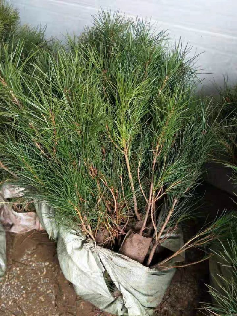 优质白皮松树苗白皮松苗白皮松小苗苗圃直销