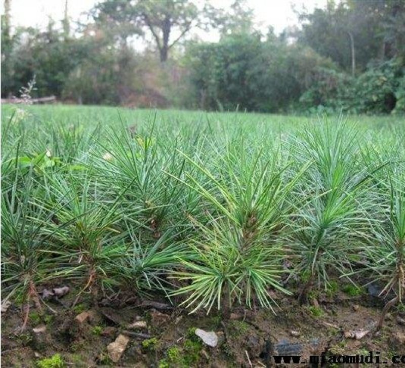 优质白皮松树苗白皮松苗白皮松小苗苗圃直销