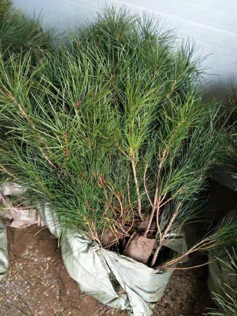 优质白皮松树苗白皮松苗白皮松小苗苗圃直销