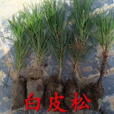 优质白皮松树苗白皮松苗白皮松小苗苗圃直销