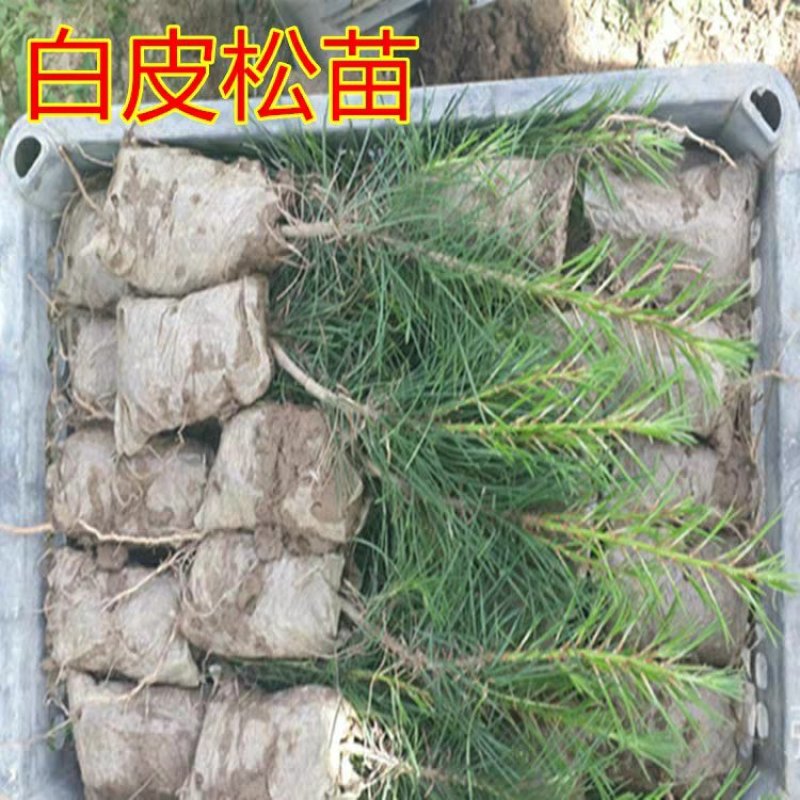 优质白皮松树苗白皮松苗白皮松小苗苗圃直销