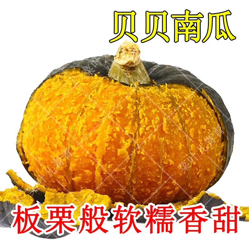绿板栗南瓜种子绿贝贝南瓜种子日本甜蜜南瓜早熟小南瓜种