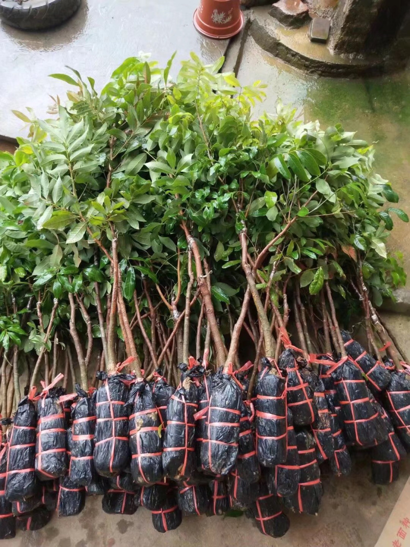 荔枝苗妃子笑荔枝苗桂味荔枝苗无核荔枝苗有3-8年苗出售