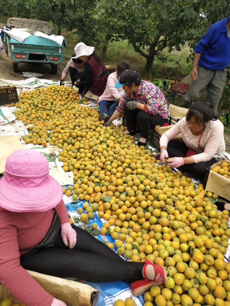 黄土高坡金太阳杏预定中，个大汁多味甜需要的联系