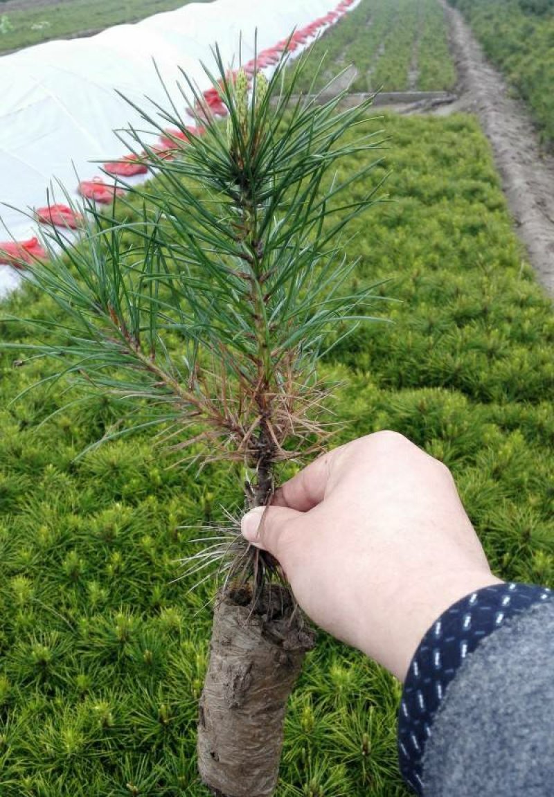 优质白皮松树苗白皮松苗白皮松小苗苗圃直销