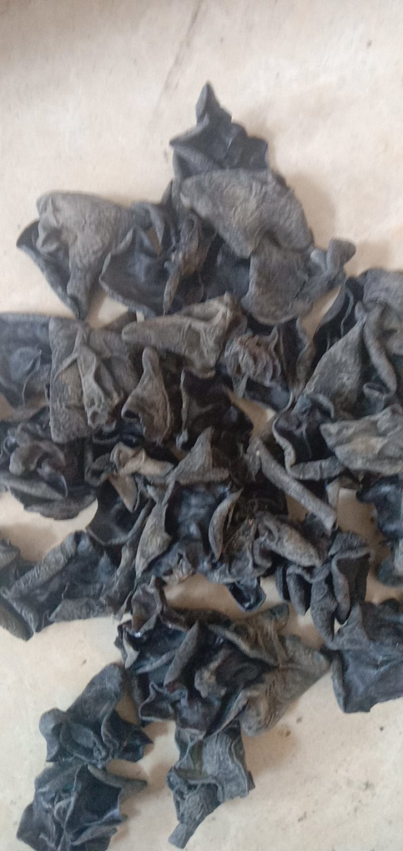 东北黑木耳