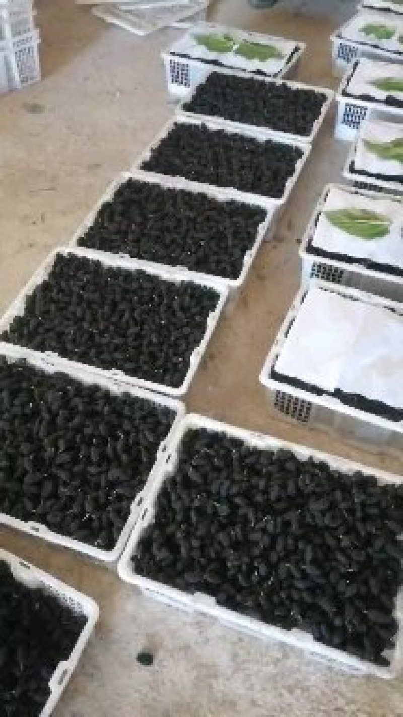 大量桑果上市可以做榨汁酿酒果脯干果量大价格便宜