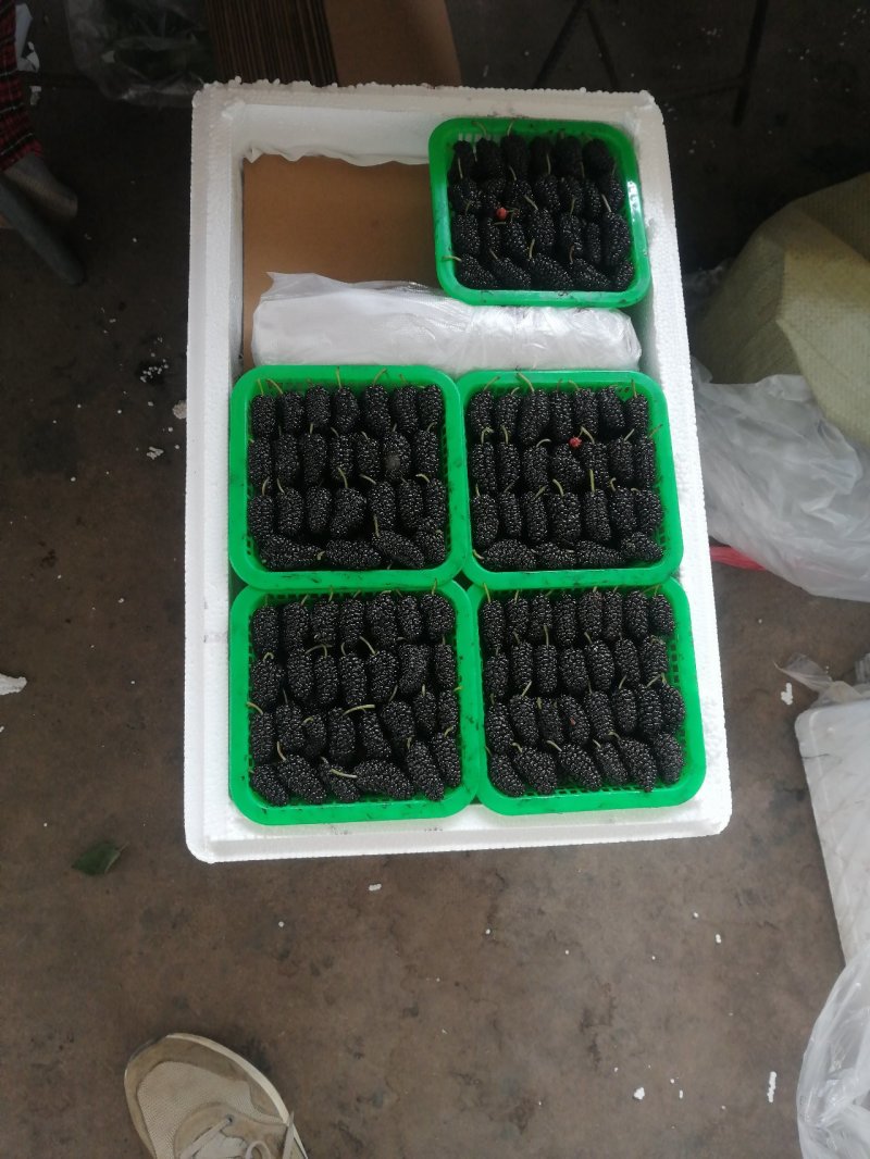 大量桑果上市可以做榨汁酿酒果脯干果量大价格便宜