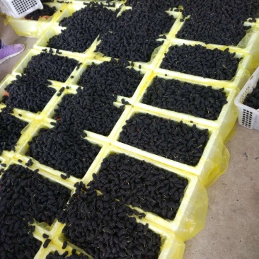 大量桑果上市可以做榨汁酿酒果脯干果量大价格便宜
