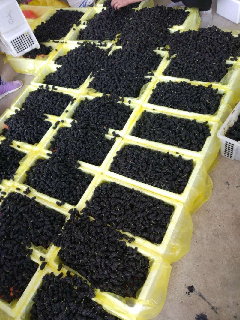 大量桑果上市可以做榨汁酿酒果脯干果量大价格便宜