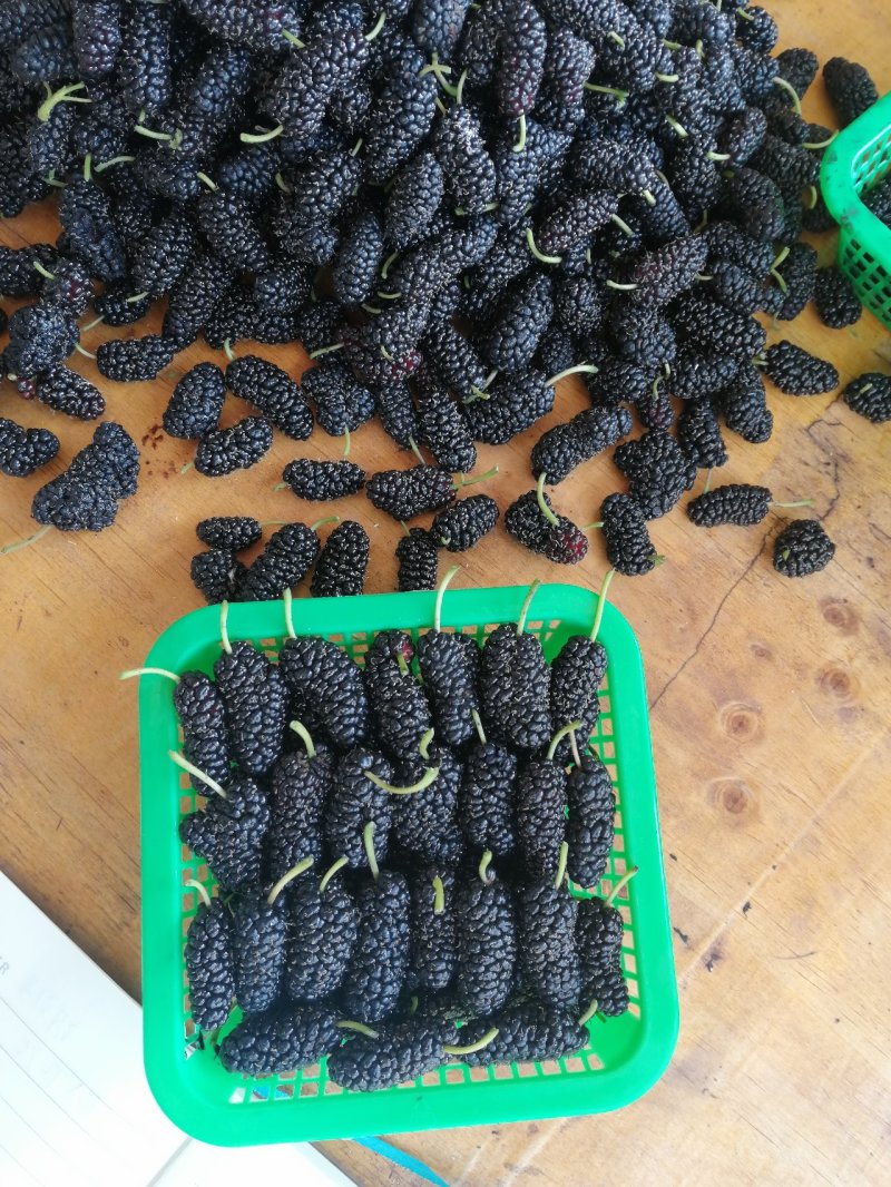 大量桑果上市可以做榨汁酿酒果脯干果量大价格便宜