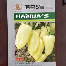 海丰5号妁油水果辣椒种子彩椒种籽生吃脆甜沙拉阳台四季蔬菜