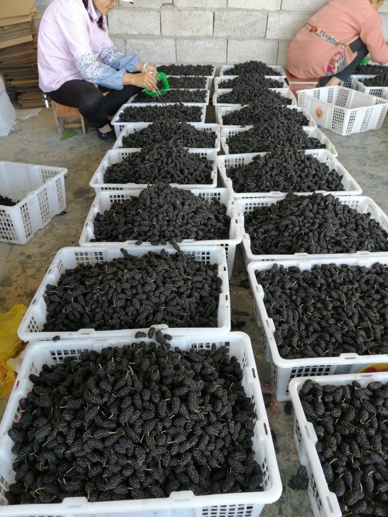 大量桑果上市可以做榨汁酿酒果脯干果量大价格便宜
