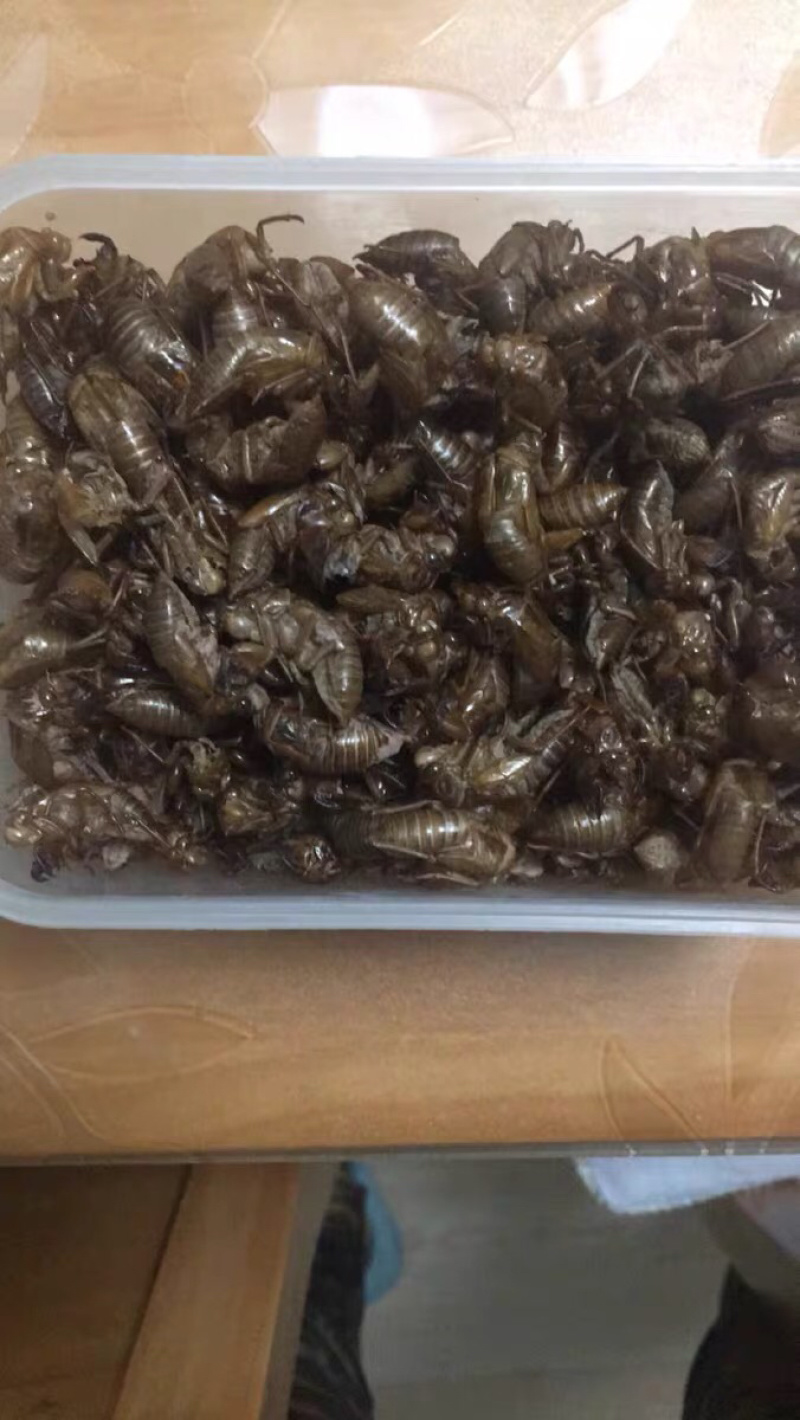 蝉蜕蝉衣知了壳蝉脱中药材农家初选